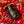 Load image into Gallery viewer, Holy Shito 40g scorpion chilli jar, Coast of Gold
